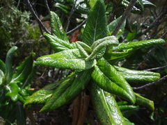 Hermas villosa