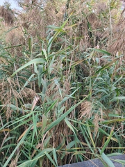 Phragmites australis