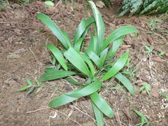 Setaria megaphylla