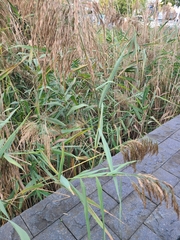 Phragmites australis