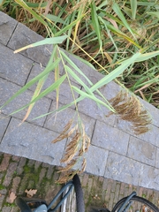 Phragmites australis