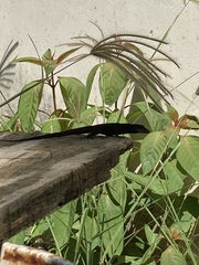 Anolis