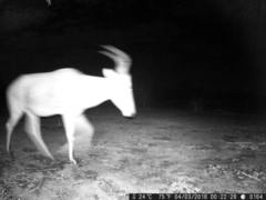 Alcelaphus buselaphus major