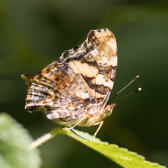 Hypanartia bella