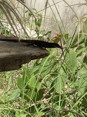 Anolis