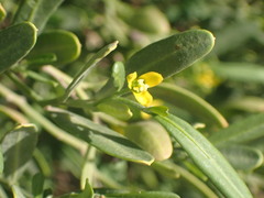Cneorum tricoccon