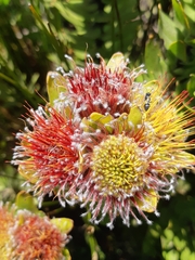 Leucospermum oleifolium