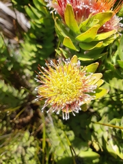 Leucospermum oleifolium