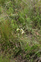 Albuca cooperi