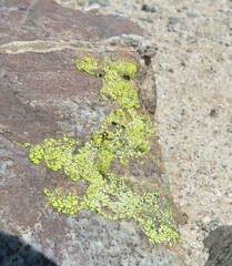 Acarospora gypsi-deserti