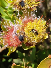 Leucospermum oleifolium
