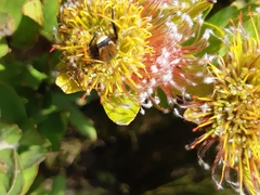 Leucospermum oleifolium