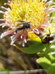 Leucospermum oleifolium