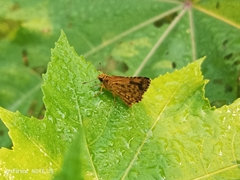 Ampittia dioscorides dioscoride