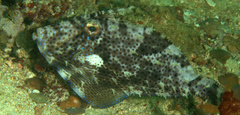 Pseudomonacanthus macrurus