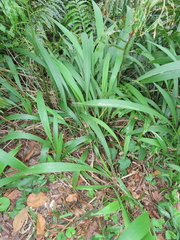 Setaria megaphylla