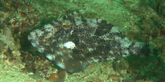 Pseudomonacanthus macrurus