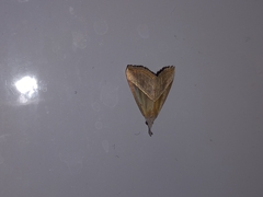 Hypena lividalis