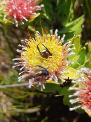 Leucospermum oleifolium