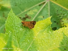 Ampittia dioscorides dioscoride