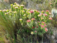 Leucospermum oleifolium