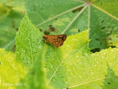 Ampittia dioscorides dioscoride