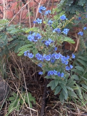 Cynoglossum amabile