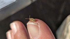 Ophraella communa