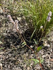 Persicaria bicornis