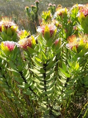 Leucospermum oleifolium
