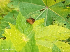 Ampittia dioscorides dioscoride