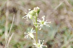 Silene otites