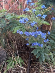 Cynoglossum amabile
