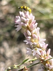 Persicaria bicornis