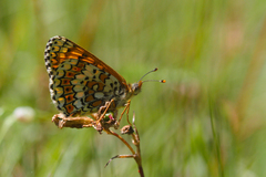 Melitaea cinxia