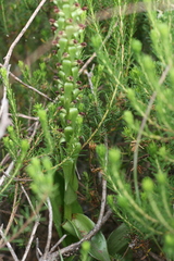 Satyrium parviflorum