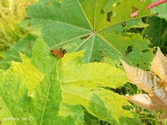 Ampittia dioscorides dioscoride