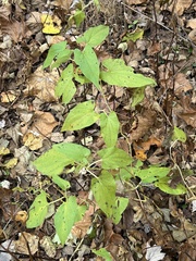 Endodeca serpentaria