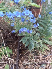 Cynoglossum amabile