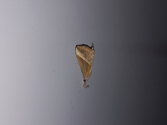 Hypena lividalis