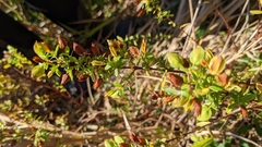 Hypericum hypericoides