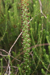 Satyrium parviflorum