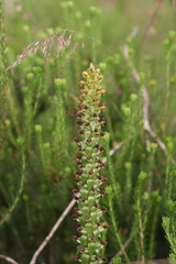Satyrium parviflorum