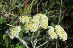 Helichrysum crispum