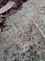 Cladonia furcata