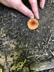 Lactarius subserifluus