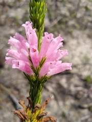 Erica viscaria