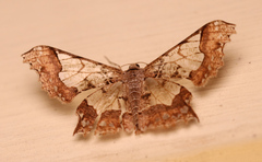 Krananda semihyalina