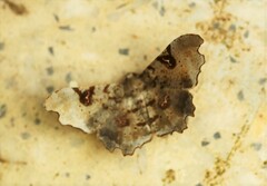 Hyalinetta circumflexa