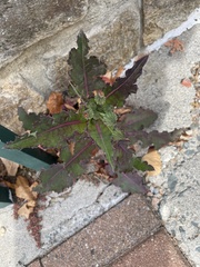 Sonchus asper
